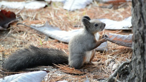 Squirrel in the park finds and eats acorns in autumn