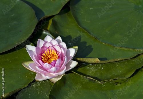 Blooming water lily