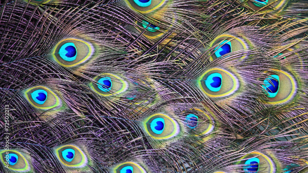 Obraz premium Textures and colors of the peacock