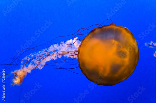 orange jellyfish swimming in a blue aquarium