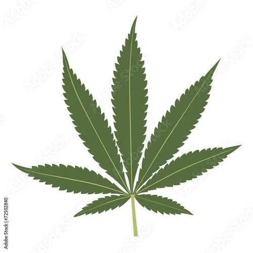 Cannabis leaf isolated on white background.