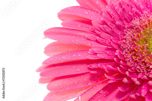 Gerber flower with drops of  water