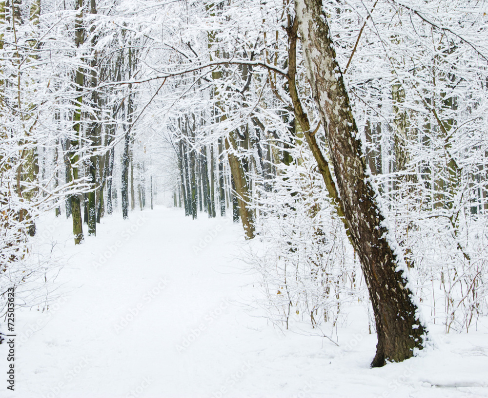 Fototapeta premium winter forest