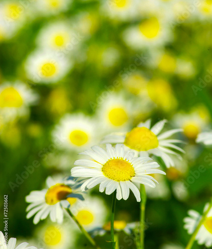 daisy © Pakhnyushchyy