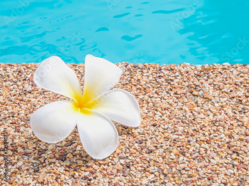 Plumeria by the swimming pool