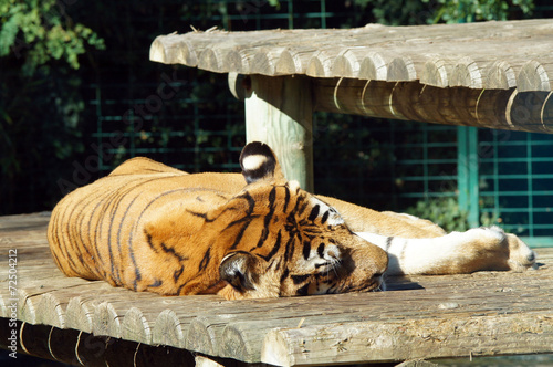 Tigre en train de dormir photo