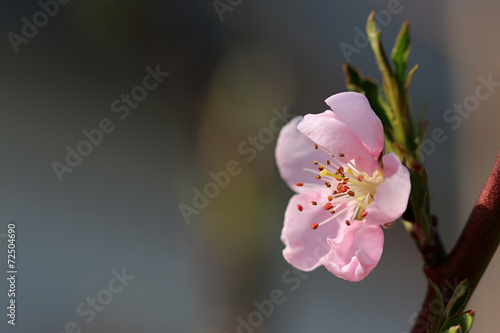 Peach blossom
