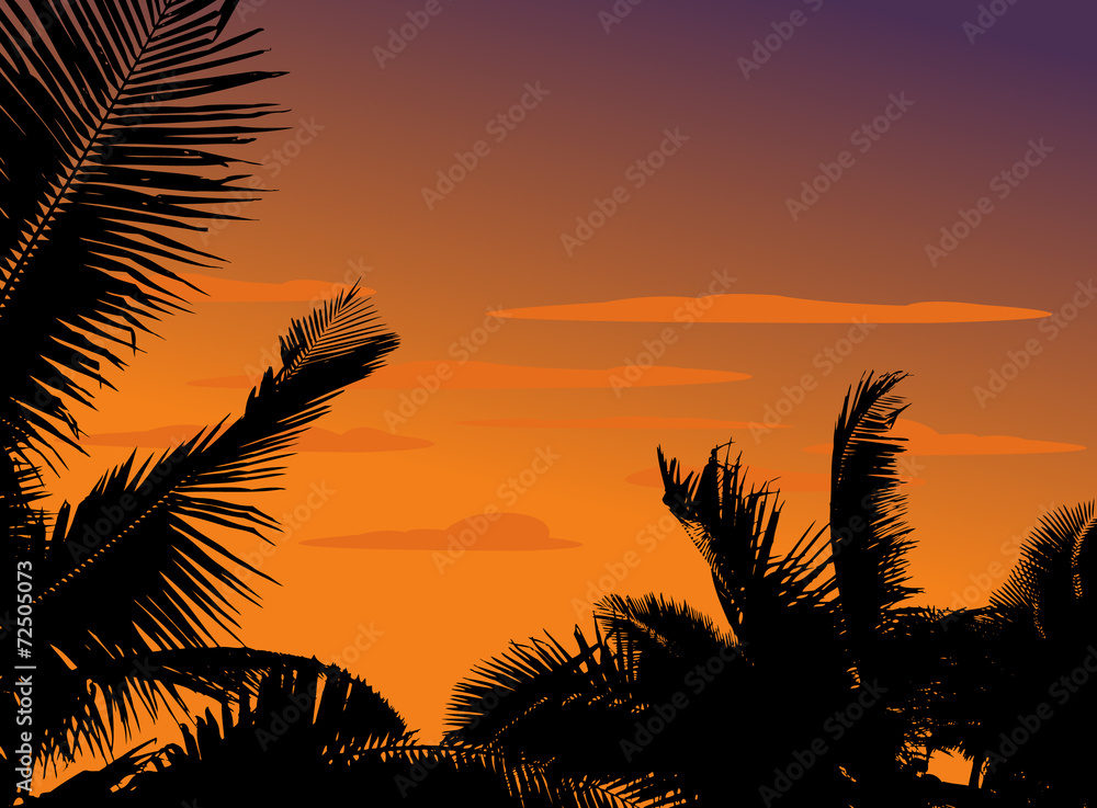 silhouette palm plant with sunset