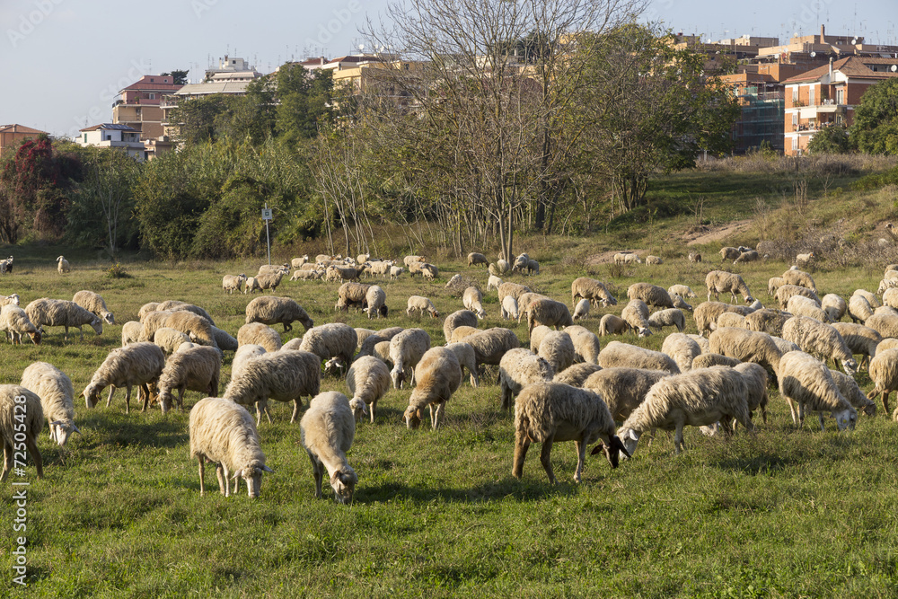 Fototapeta premium Sheeps in an urban park in Rome, Italy