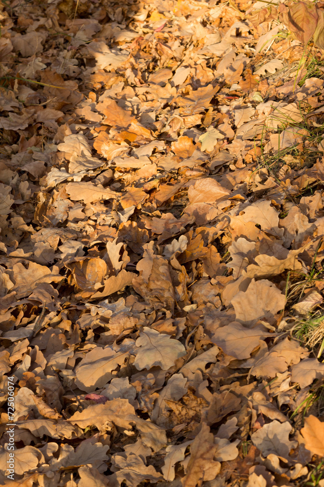 Obraz premium oak leaves