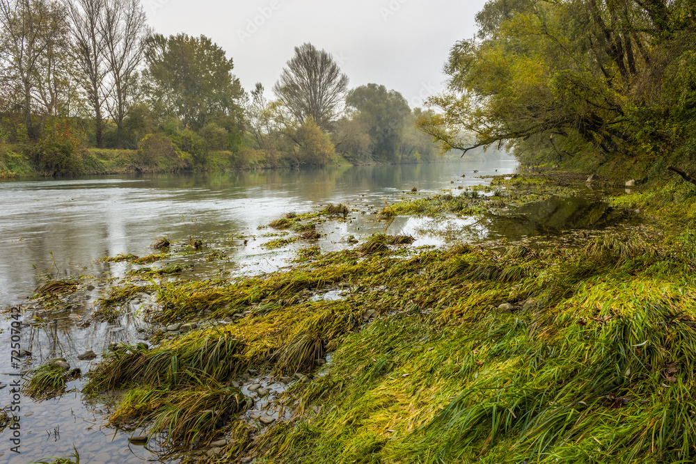 forest foggy river bank