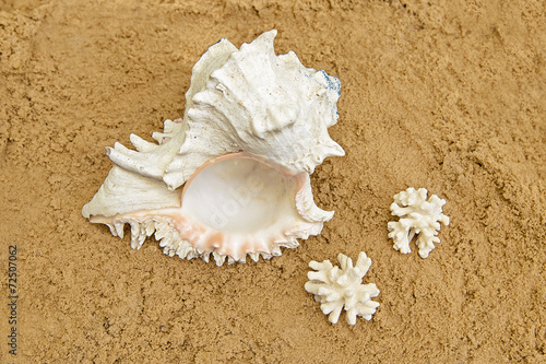 Shell and corals