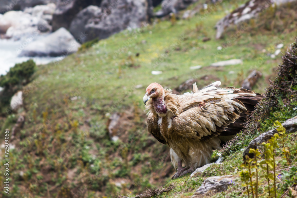 Fototapeta premium Griffon Vulture