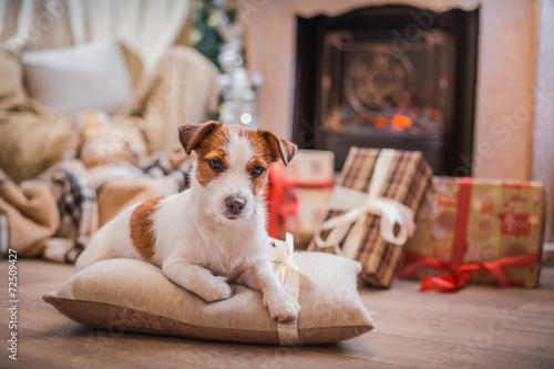 dog christmas, new year, Jack Russell Terrier © annaav