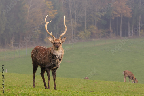 Sikahirsch 