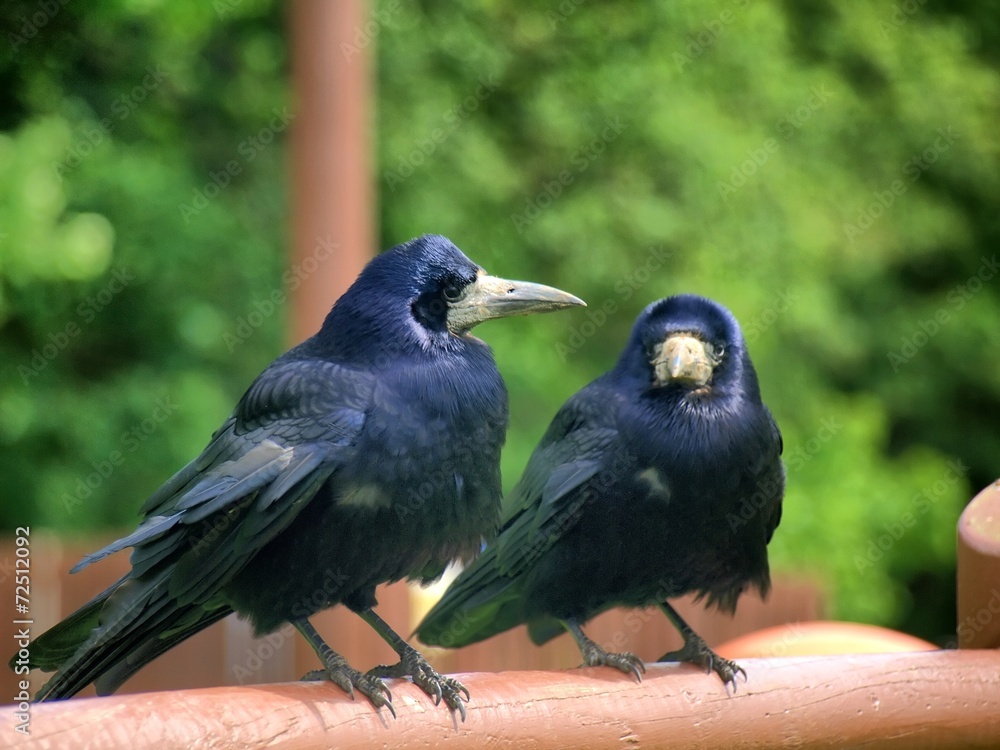 Fototapeta premium Dark crown in the green background