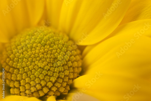 Fototapeta Naklejka Na Ścianę i Meble -  Yellow flower