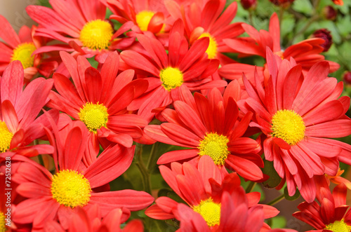 Beautiful bouquet from many autumn red chrysanthemum