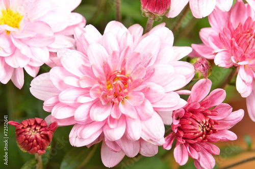 Beautiful bouquet from many autumn pink chrysanthemum  DOF