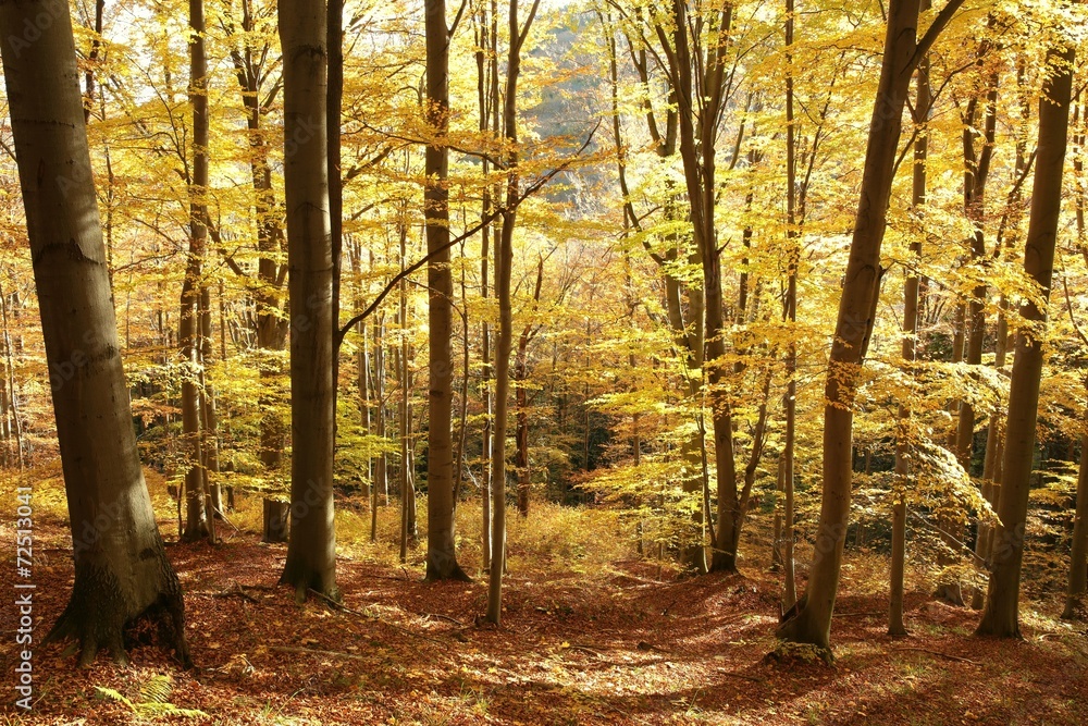 Obraz premium Autumnal beech forest lit by the morning sun