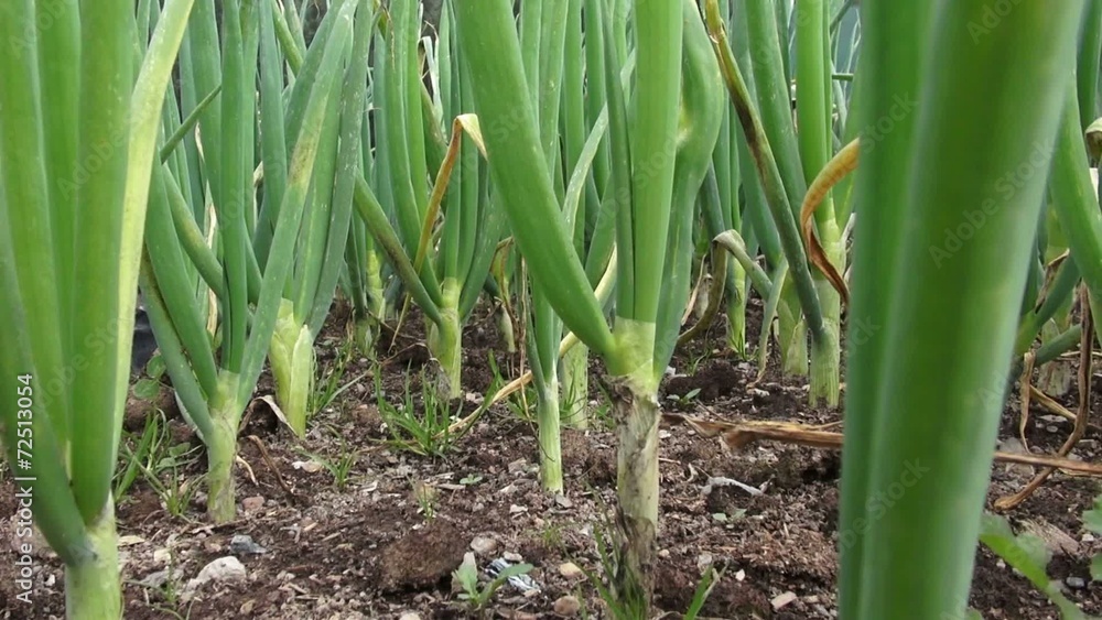 Vegetable Plants, Leaves, Foliage, Nature Vegetable Plants, Leaves, Foliage, Nature