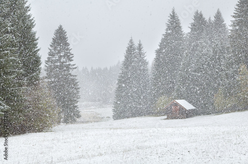 Obraz na plátně heavy snowstorm over alpine meadows in forest