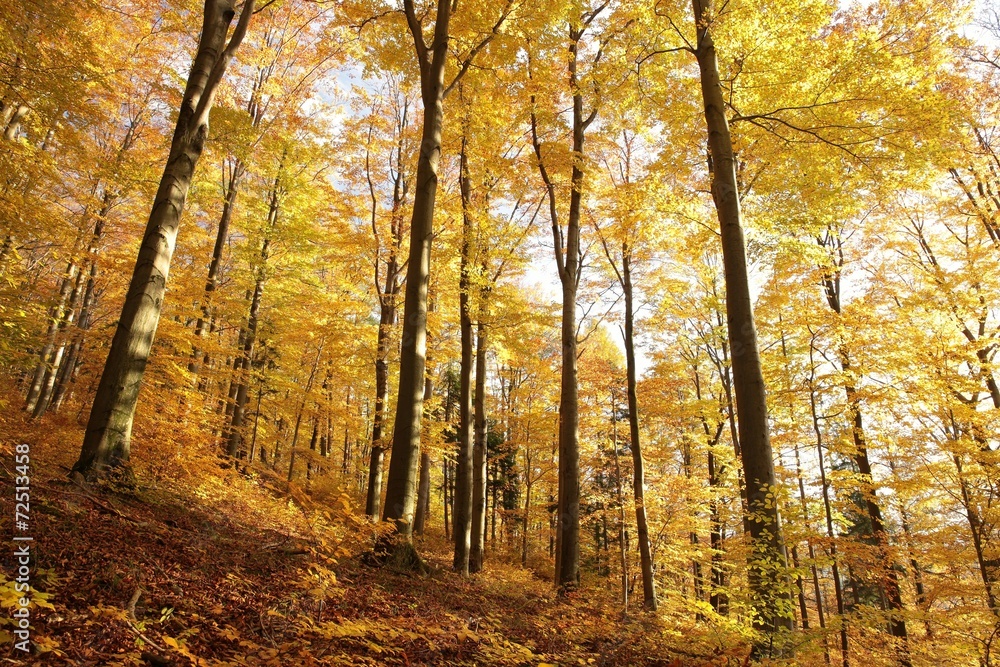 Majestic beech forest in late autumn colors