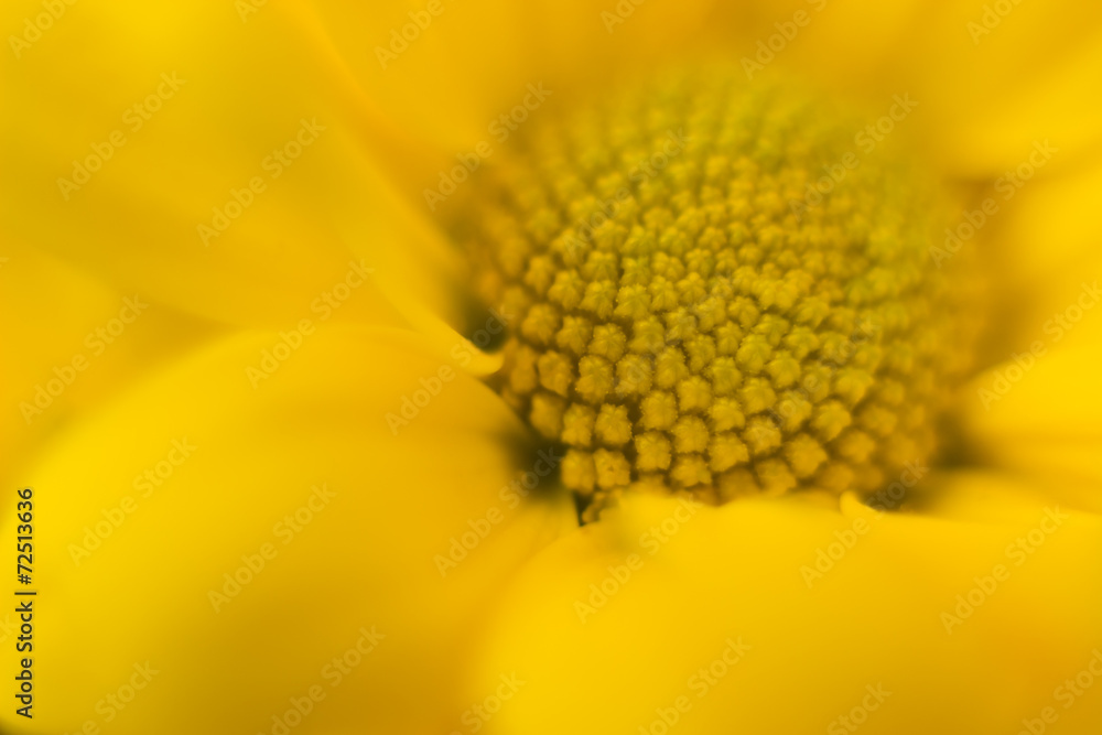 Yellow flower Yellow flower