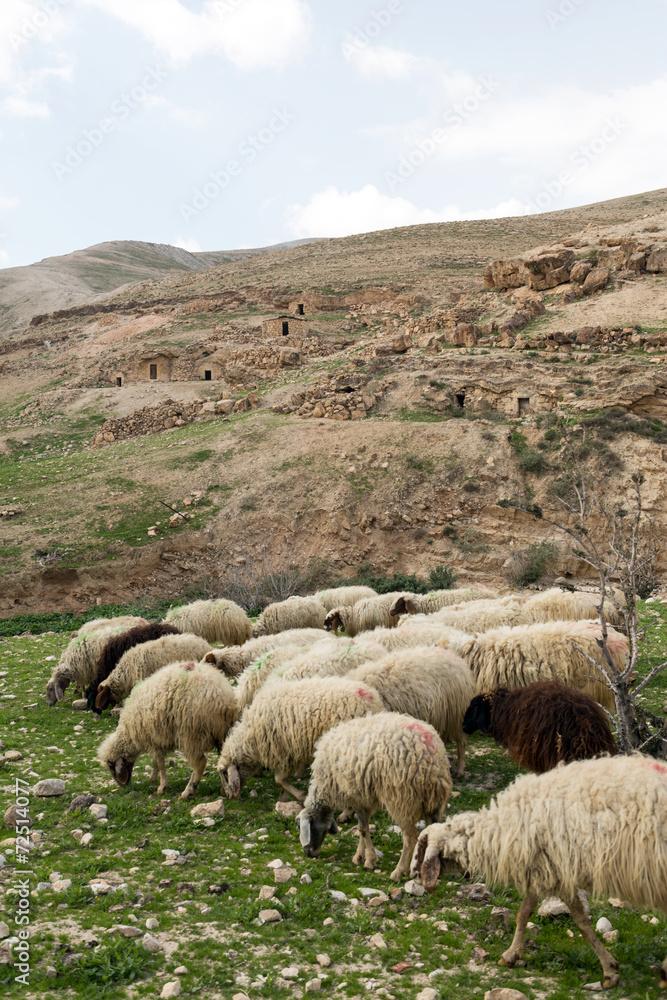 Fototapeta premium Sheep