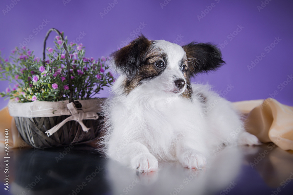 Fototapeta premium cute puppy of breed papillon