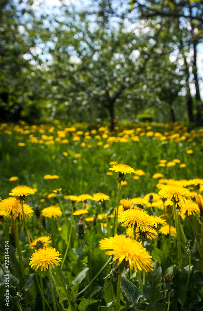 yellow dandelions yellow dandelions
