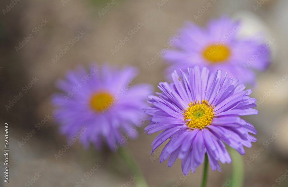 Background soft violet blue beautiful flowers Background soft violet blue beautiful flowers