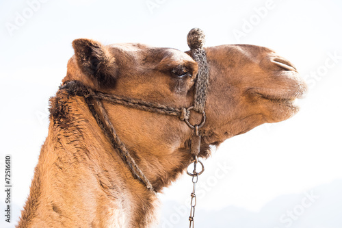 Camel