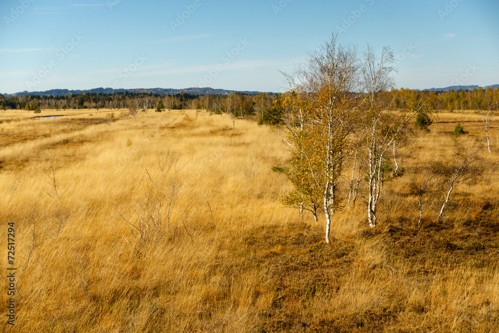 Fototapeta premium herbstliche Moorlandschaft