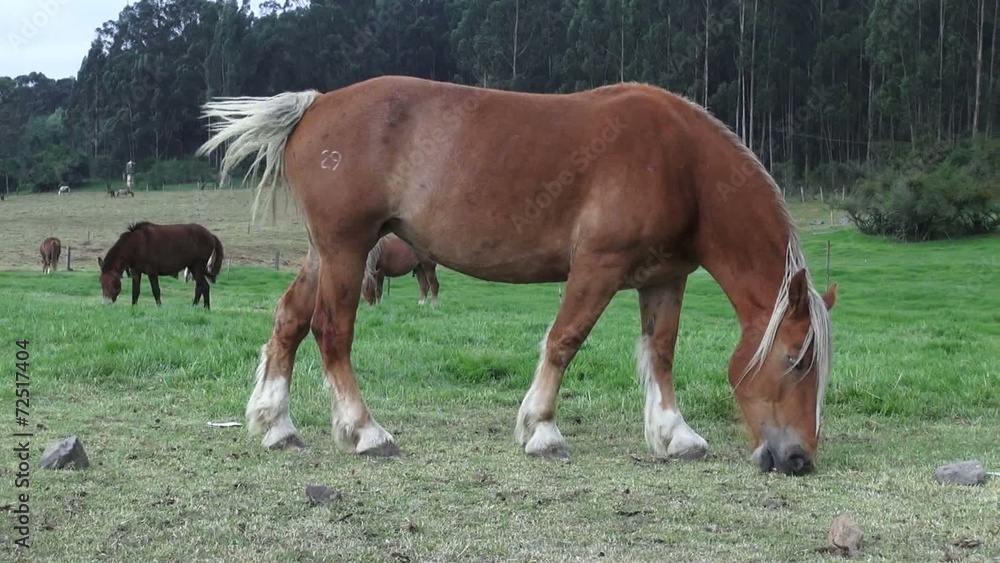 Horse Grazing, Horses, Farm Animals Horse Grazing, Horses, Farm Animals