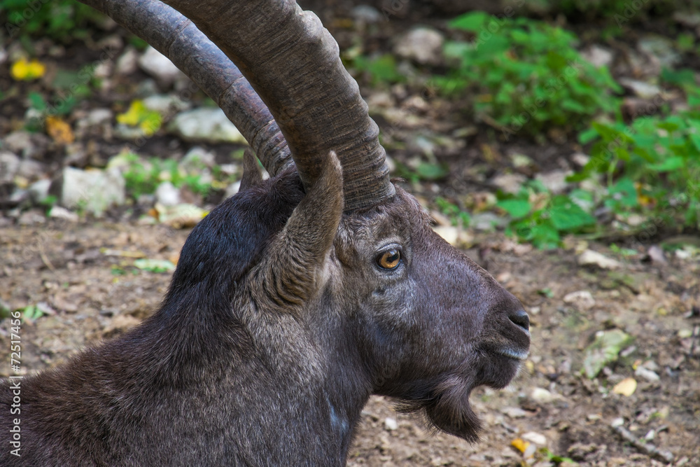 Steinbock Steinbock