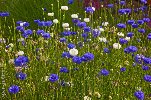 White and blue bachelor flowers in the field.
