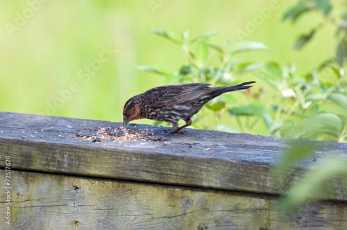 Brewer's Blackbird photo