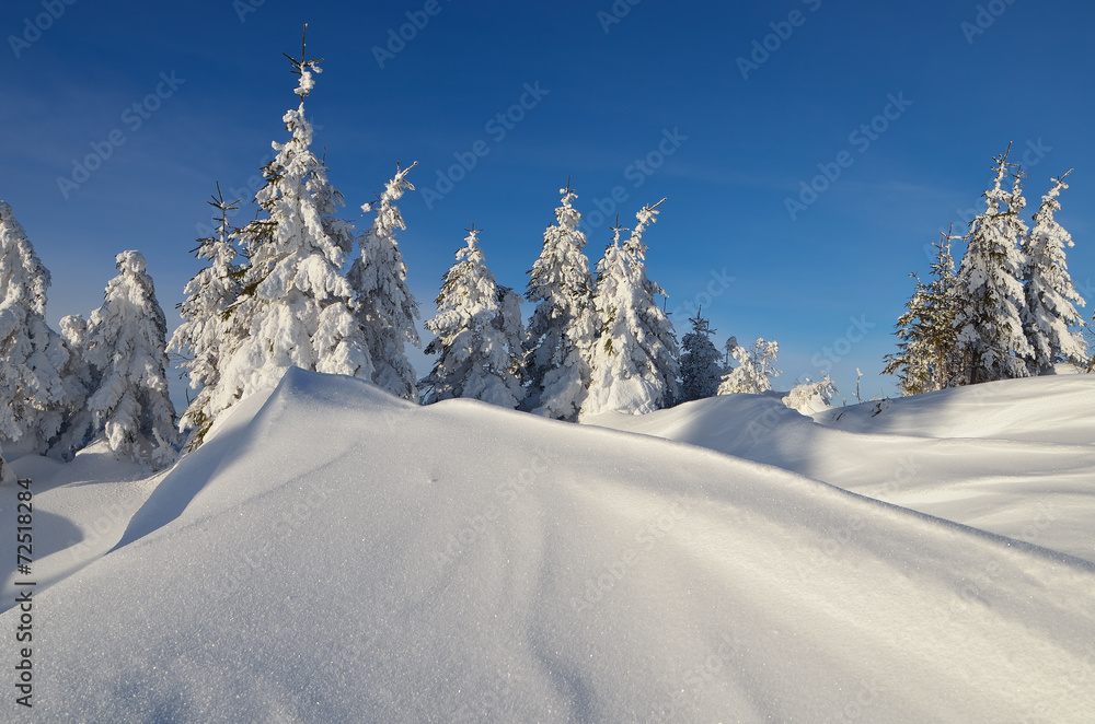 Obraz premium Sunny winter landscape