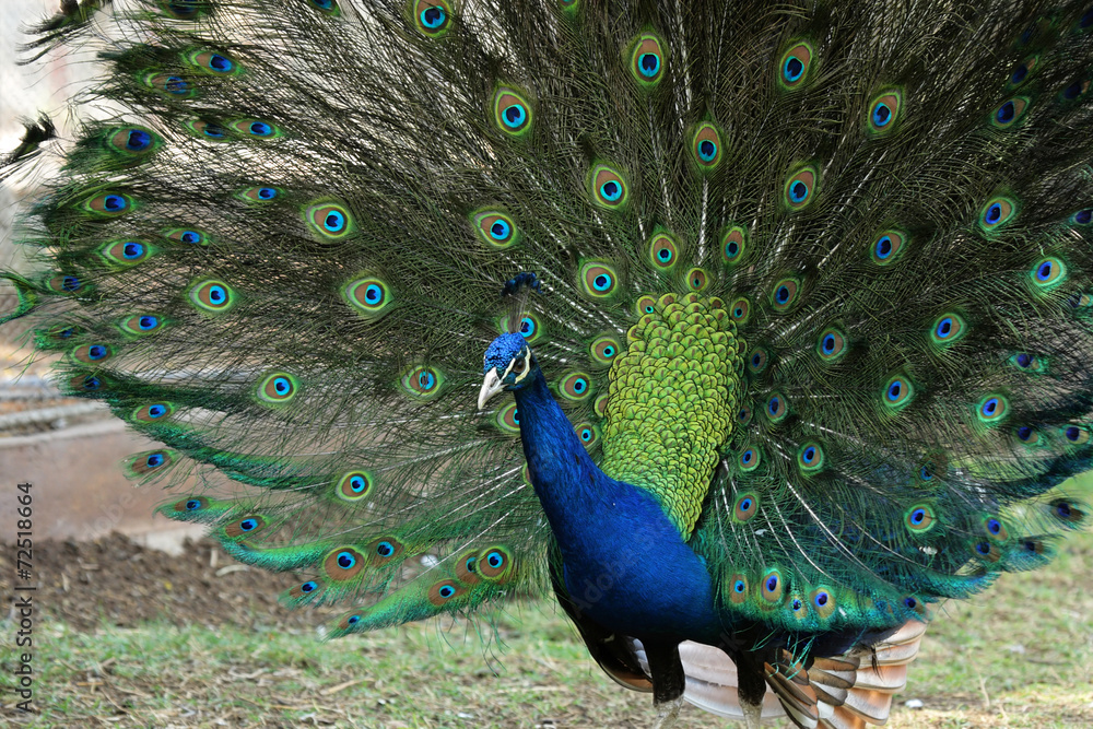 Obraz premium Ein balzender Pfau zeigt seine Schmuckfedern
