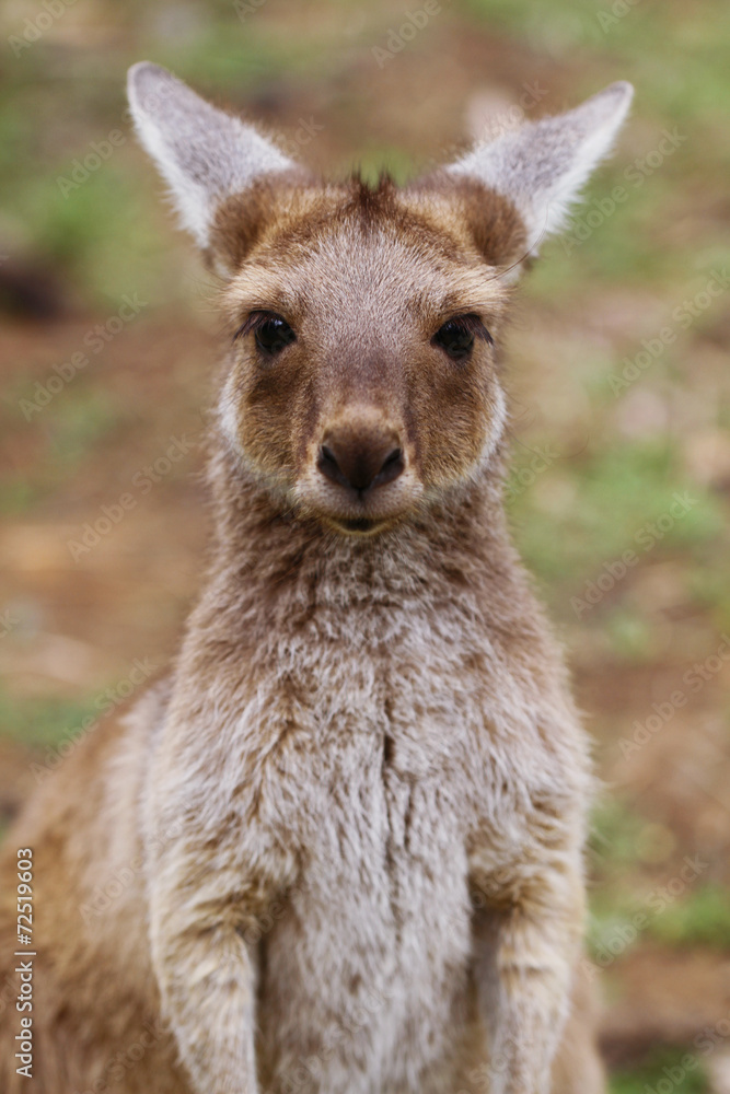 The western grey kangaroo (Macropus fuliginosus)