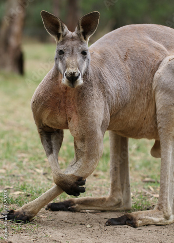 Big male of the red kangaroo (Macropus rufus)