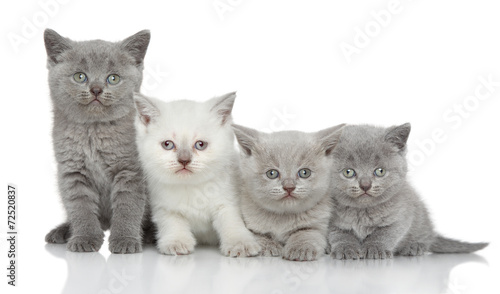Fototapeta Naklejka Na Ścianę i Meble -  British kittens on white background