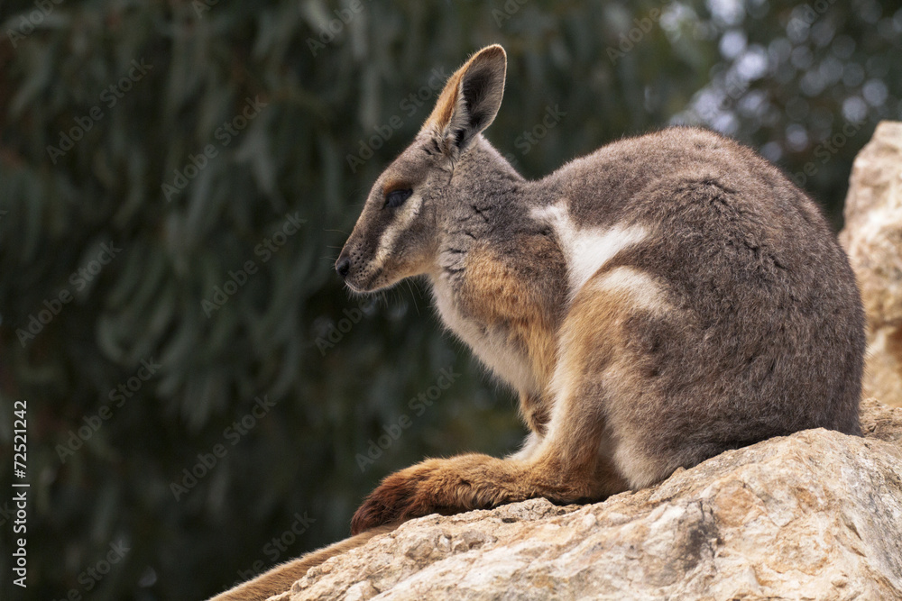 Obraz premium Australian Rock Wallaby