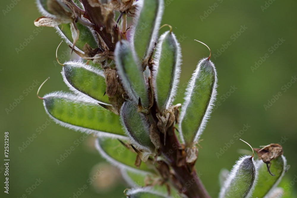 Samenstand einer Lupine Samenstand einer Lupine
