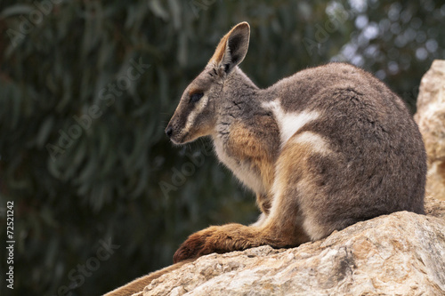 Australian Rock Wallaby © whitepointer