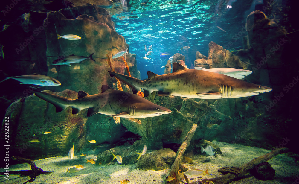 Fototapeta premium Two sharks in aquarium