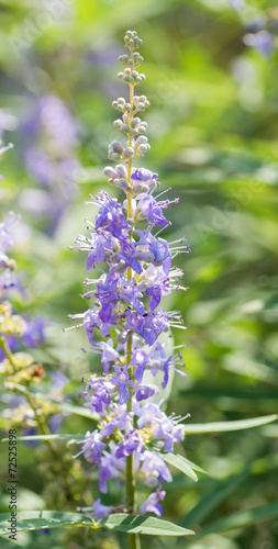 Vitex agnus-castus  Chasteberry  Verbenaceae  southern Europe