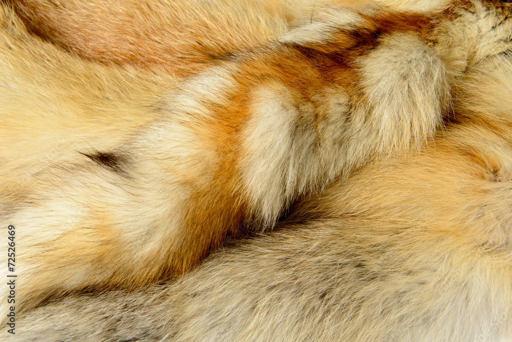 Obraz premium Fox fur texture