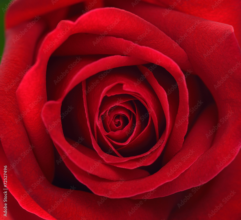 Extreme close up of red rose flower - obrazy, fototapety, plakaty 